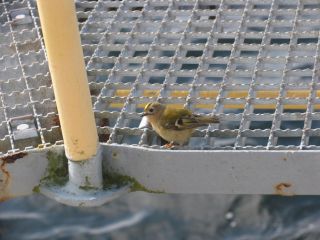 Ein verirrter Singvogel (Wintergoldhähnchen) ruht sich aus
